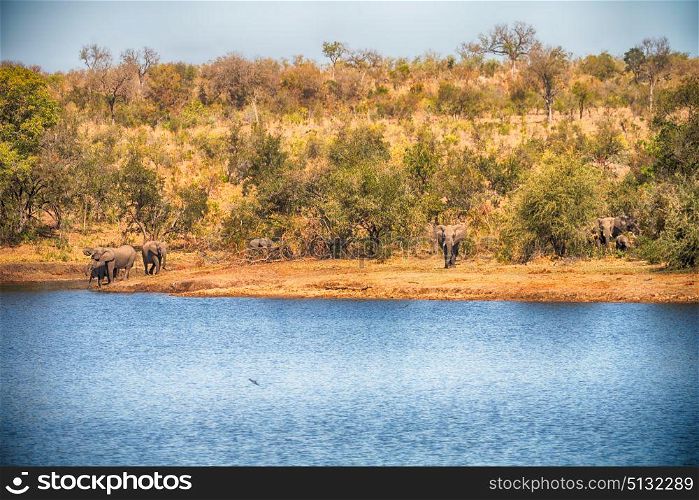 blur in south africa kruger wildlife nature reserve and wild elephant