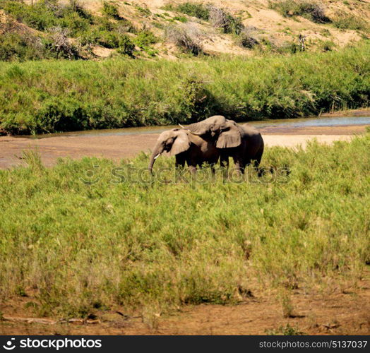 blur in south africa kruger wildlife nature reserve and wild elephant