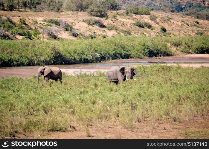 blur in south africa kruger wildlife nature reserve and wild elephant