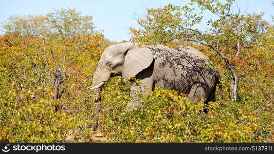 blur in south africa kruger wildlife nature reserve and wild elephant