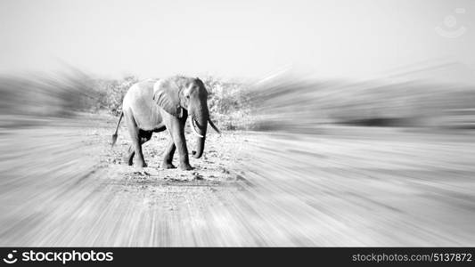 blur in south africa kruger wildlife nature reserve and wild elephant