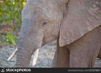 blur in south africa kruger wildlife nature reserve and wild elephant