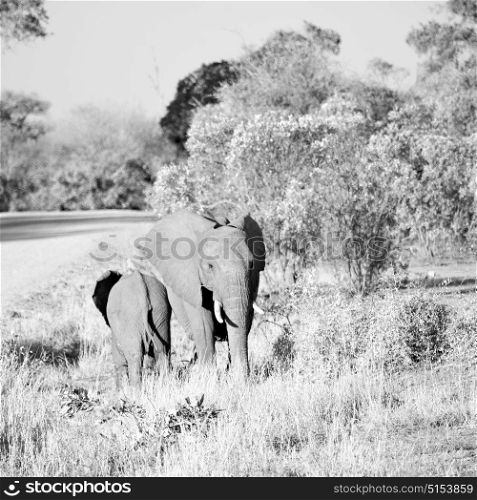 blur in south africa kruger wildlife nature reserve and wild elephant
