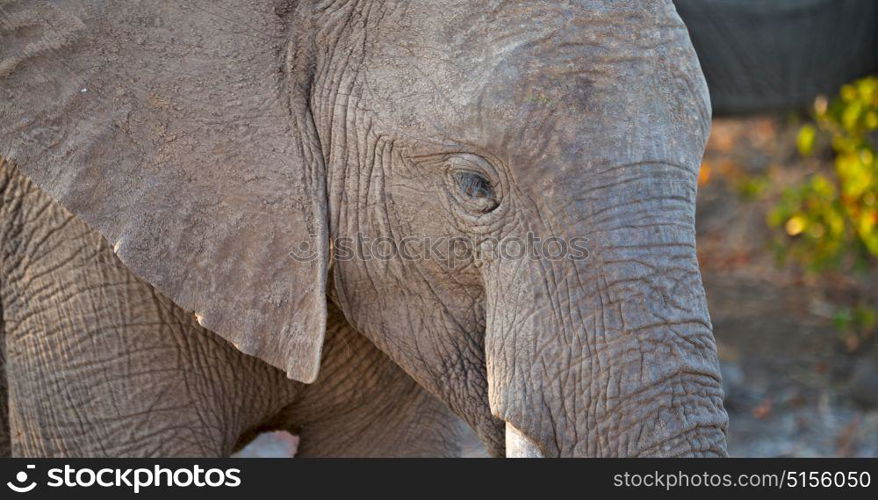 blur in south africa kruger wildlife nature reserve and wild elephant