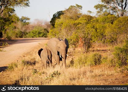 blur in south africa kruger wildlife nature reserve and wild elephant