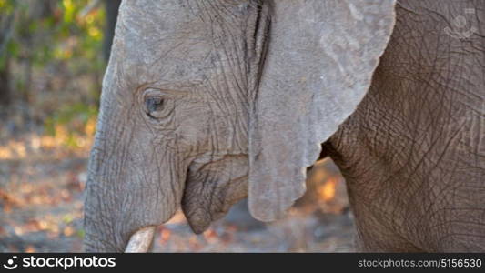 blur in south africa kruger wildlife nature reserve and wild elephant