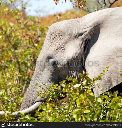 blur in south africa kruger wildlife nature reserve and wild elephant