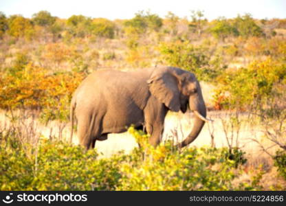 blur in south africa kruger wildlife nature reserve and wild elephant