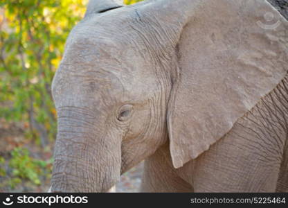 blur in south africa kruger wildlife nature reserve and wild elephant