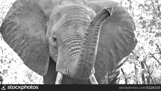 blur in south africa kruger wildlife nature reserve and wild elephant