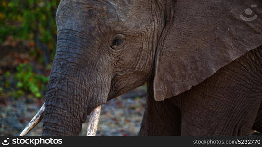 blur in south africa kruger wildlife nature reserve and wild elephant