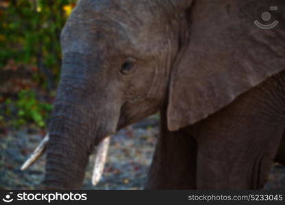 blur in south africa kruger wildlife nature reserve and wild elephant