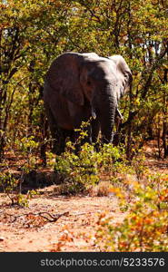 blur in south africa kruger wildlife nature reserve and wild elephant