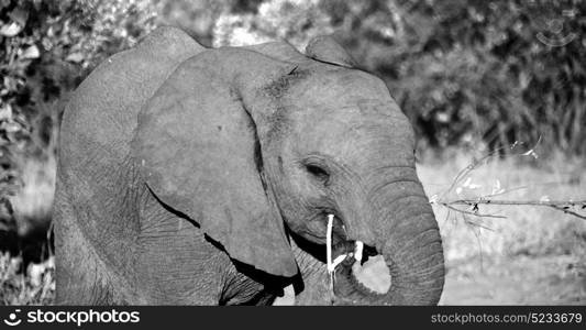 blur in south africa kruger wildlife nature reserve and wild elephant