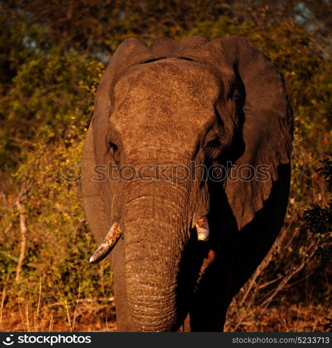 blur in south africa kruger wildlife nature reserve and wild elephant