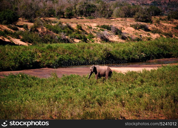 blur in south africa kruger wildlife nature reserve and wild elephant