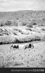 blur in south africa kruger wildlife nature reserve and wild elephant