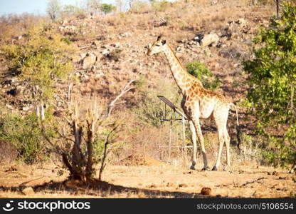 blur in south africa kruger wildlife nature reserve and wild giraffe