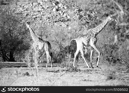 blur in south africa kruger wildlife nature reserve and wild giraffe