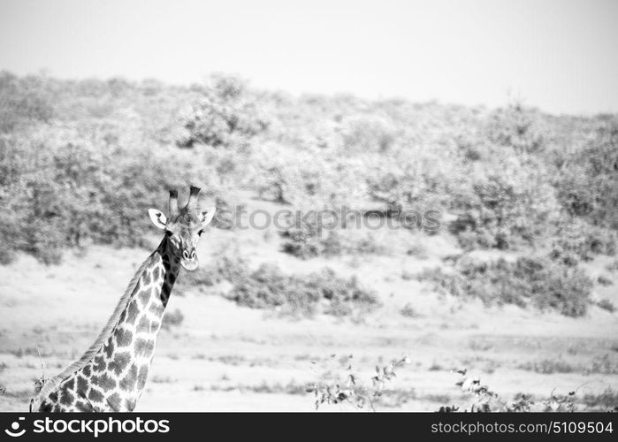 blur in south africa kruger wildlife nature reserve and wild giraffe