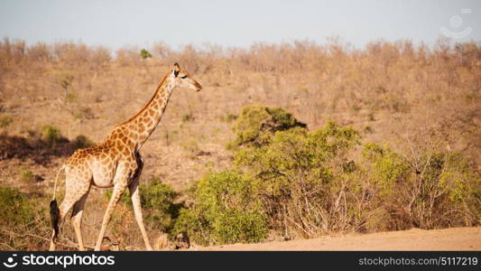 blur in south africa kruger wildlife nature reserve and wild giraffe