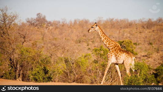 blur in south africa kruger wildlife nature reserve and wild giraffe