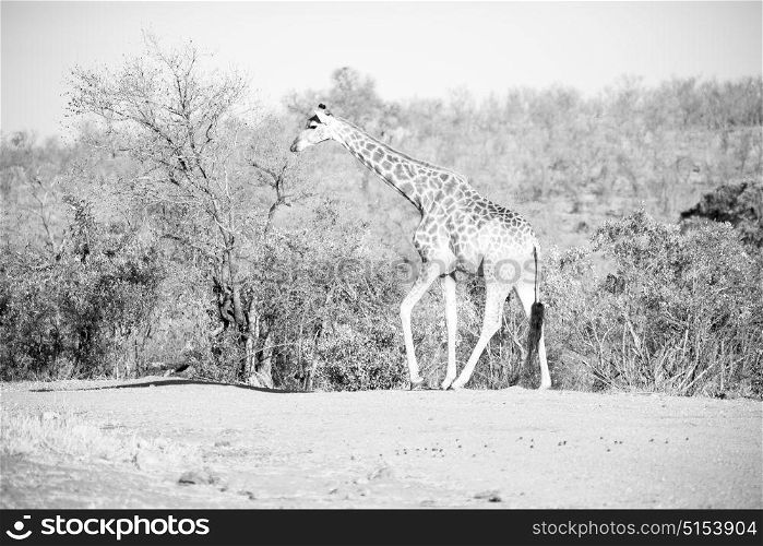 blur in south africa kruger wildlife nature reserve and wild giraffe