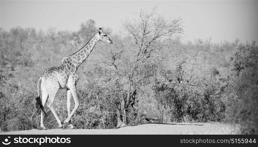 blur in south africa kruger wildlife nature reserve and wild giraffe