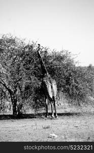 blur in south africa kruger wildlife nature reserve and wild giraffe