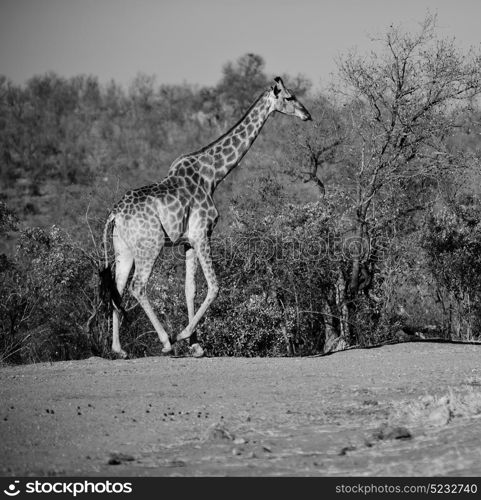 blur in south africa kruger wildlife nature reserve and wild giraffe