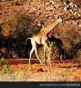 blur in south africa kruger wildlife nature reserve and wild giraffe