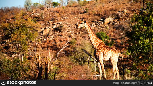 blur in south africa kruger wildlife nature reserve and wild giraffe