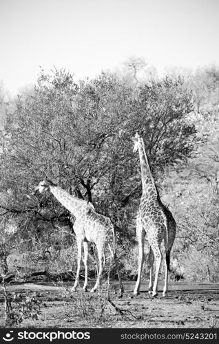 blur in south africa kruger wildlife nature reserve and wild giraffe