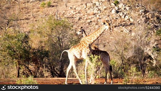 blur in south africa kruger wildlife nature reserve and wild giraffe