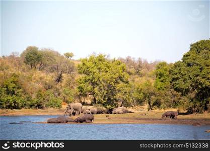 blur in south africa kruger wildlife nature reserve and wild hippopotamus