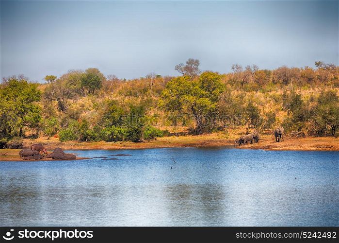 blur in south africa kruger wildlife nature reserve and wild hippopotamus