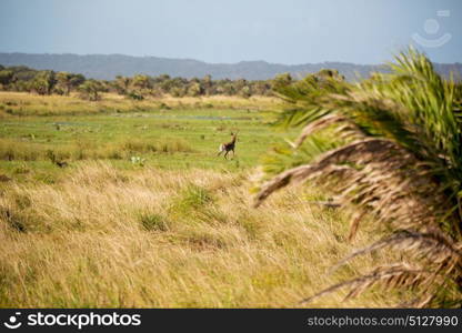 blur in south africa kruger wildlife nature reserve and wild impala