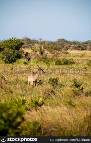 blur in south africa kruger wildlife nature reserve and wild impala