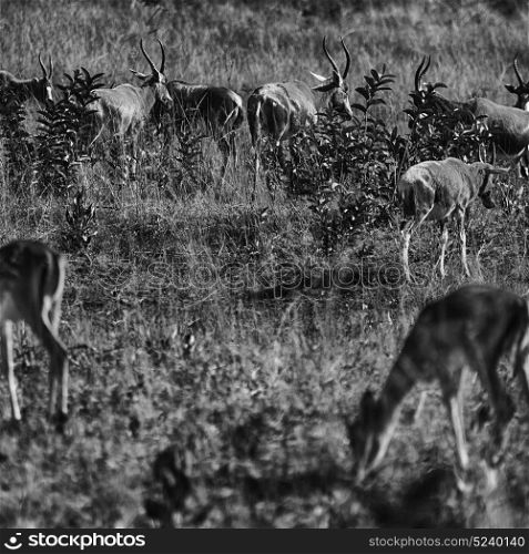 blur in south africa kruger wildlife nature reserve and wild impala
