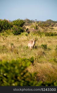 blur in south africa kruger wildlife nature reserve and wild impala