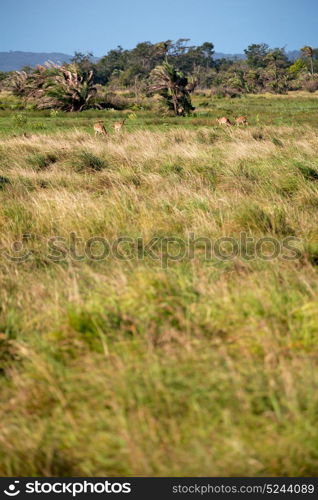 blur in south africa kruger wildlife nature reserve and wild impala