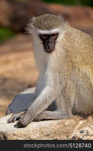 blur in south africa kruger wildlife nature reserve and wild monkey