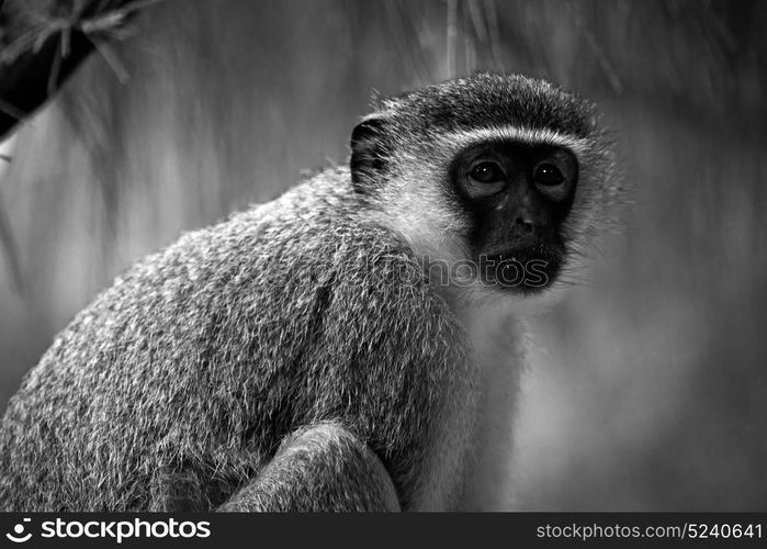 blur in south africa kruger wildlife nature reserve and wild monkey