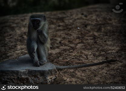 blur in south africa kruger wildlife nature reserve and wild monkey