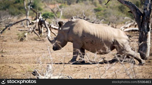 blur in south africa kruger wildlife nature reserve and wild rhinoceros