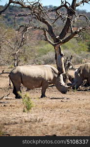 blur in south africa kruger wildlife nature reserve and wild rhinoceros