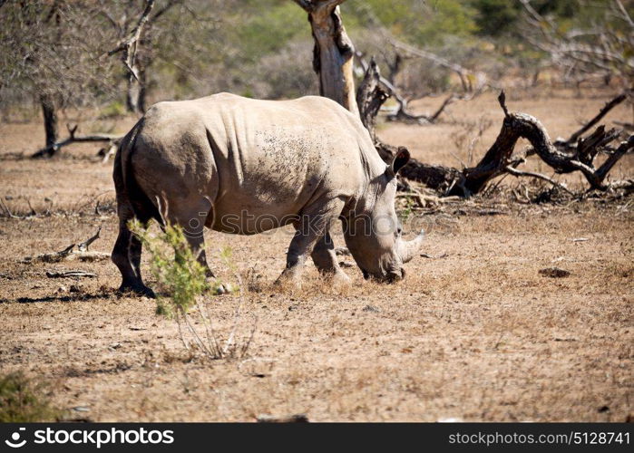 blur in south africa kruger wildlife nature reserve and wild rhinoceros