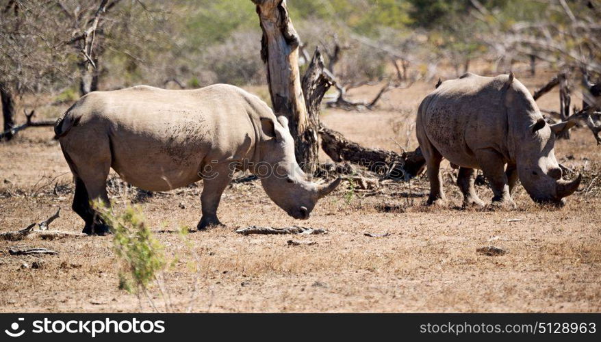 blur in south africa kruger wildlife nature reserve and wild rhinoceros