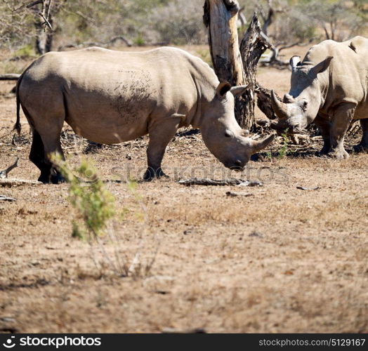 blur in south africa kruger wildlife nature reserve and wild rhinoceros