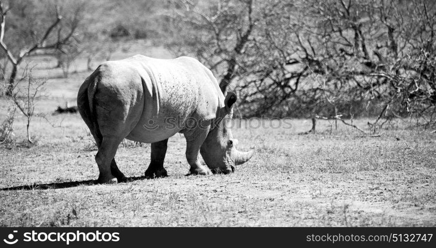 blur in south africa kruger wildlife nature reserve and wild rhinoceros